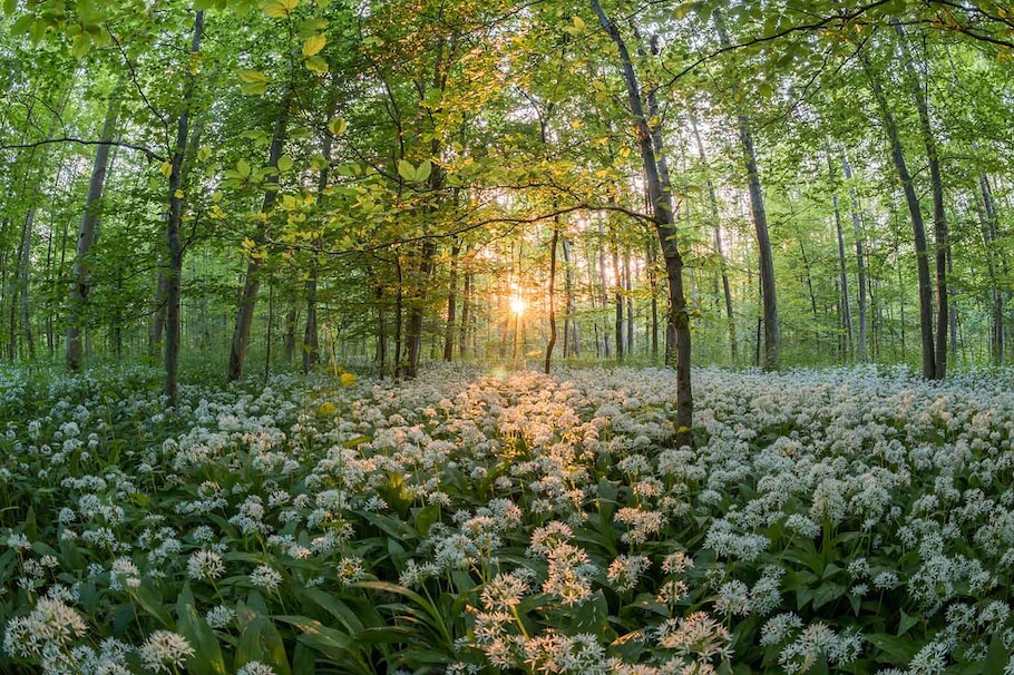 Blühender Bärlauch im Wald