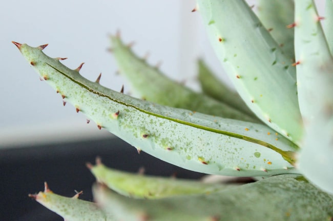 Aloe Vera Pflanze