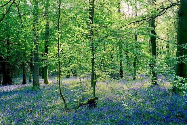 Blühende Wiese in einem Wald im Frühling