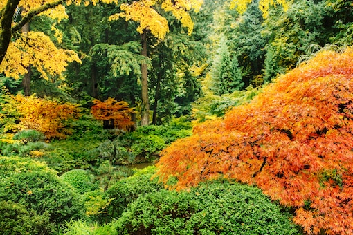 Herbst in einem Park, bunte Blätter, Laub- und Nadelwald ohne Menschen, Herbststimmung