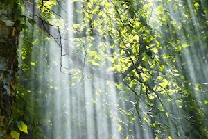 Blätter und Licht im Wald