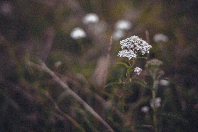 Schafgarbe, Naturheilkunde, Heilpflanze, Heilkraut, Blüte