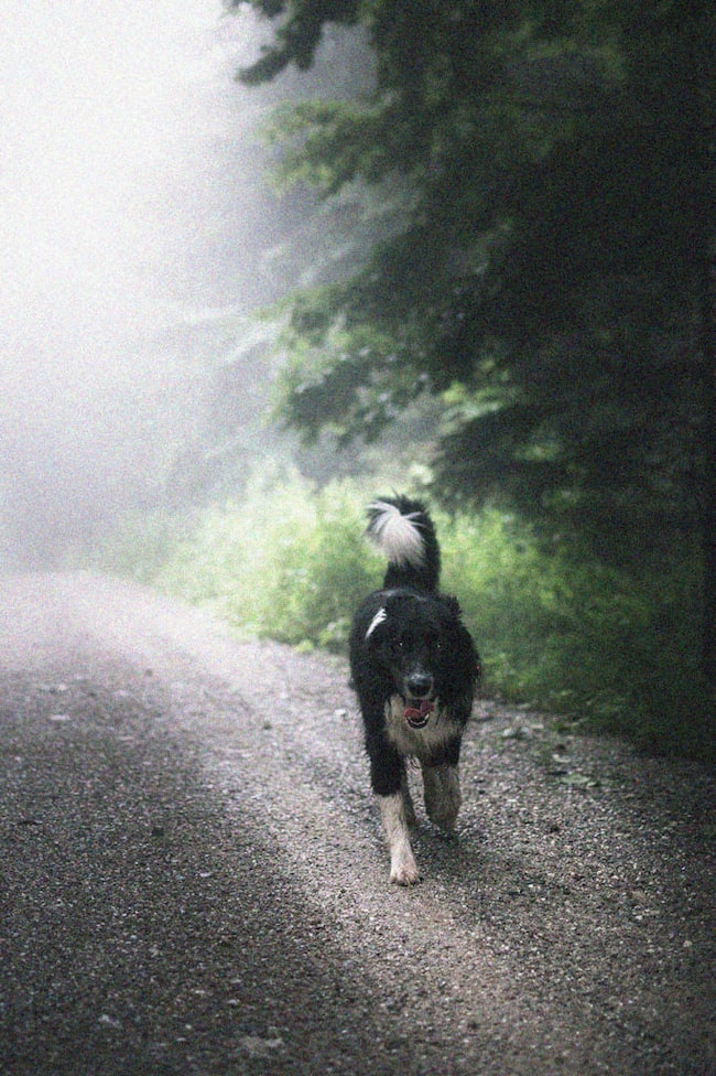 Ein Spaziergang mit dem Hund