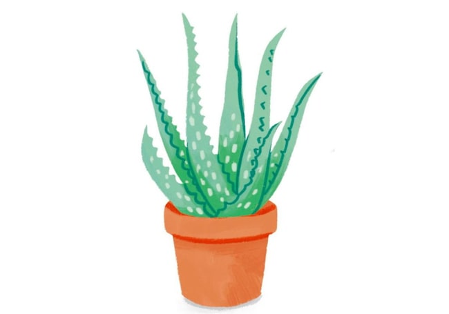 Illustration, Zimmerpflanze, Aloe Vera