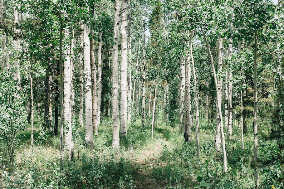 Birkenwald, Tag, Sommer