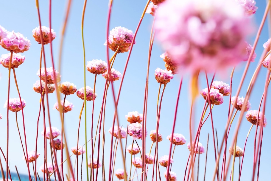 Himmel, Sommer, rosa Blumen, Wabi Sabi, Meditation, Achtsamkeit, Zen-Buddhismus