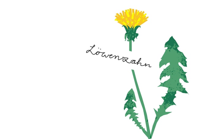 Illustration, Löwenzahn, Wiesenkräuter