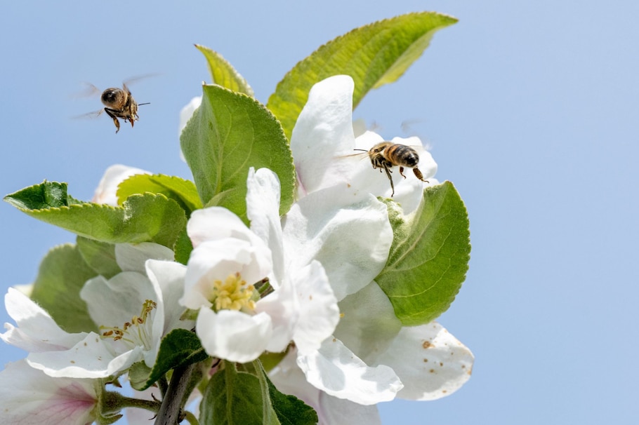 blauer Himmel im Hintergrun, fliegende Bienen, Blüten, grüne Blätter