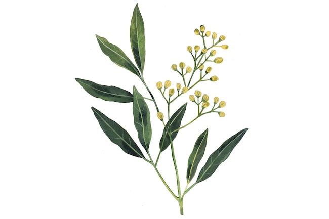 Litsea cubeba