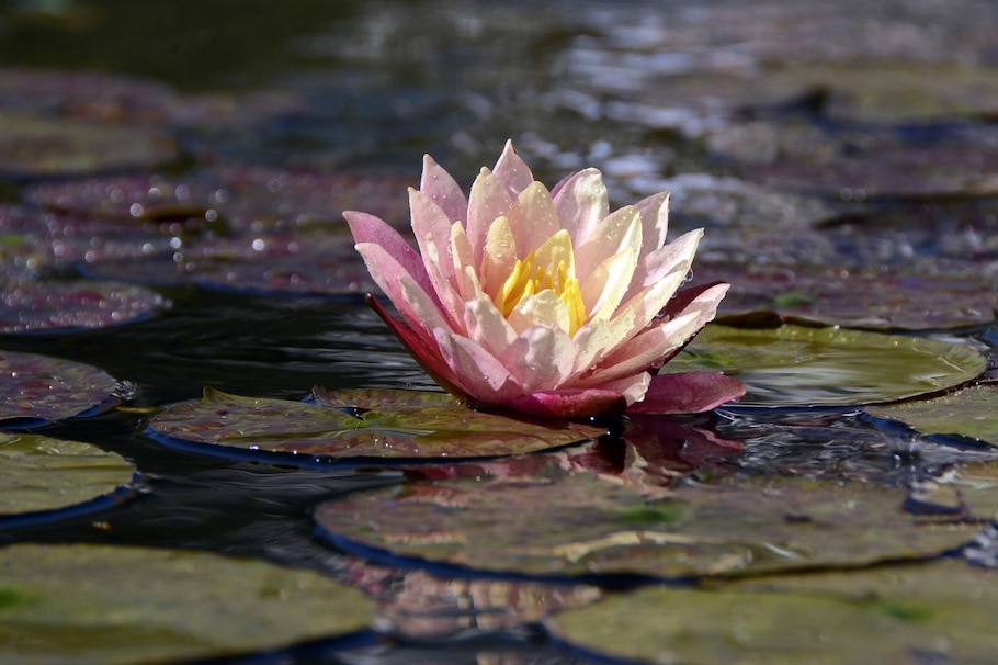 Seerose, Wasser, See, Blüte, Wasserpflanze