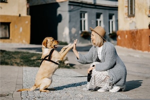 Frau, Hund, Straße, Pfote,