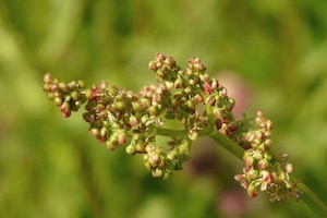 Blüte, Sauerampfer, Natur, Wildkräuter sammeln, Wildkräuter essen, Heilpflanze