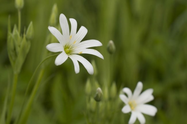 Vogelmiere, Heilpflanze, Wildkraut, Wildkräuter sammeln, Blüte