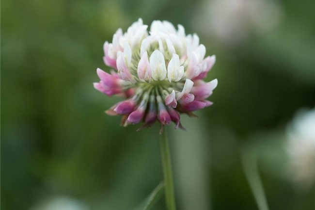 Wildkräuter, Rotklee, Heilpflanze, Blüte