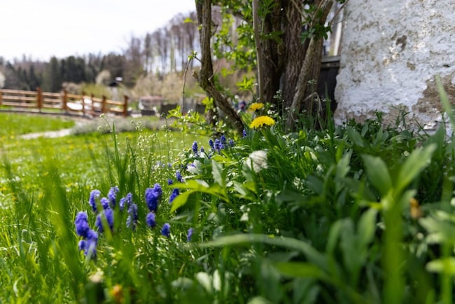 Böhmerwald, Blumenwiese, Oberösterreich, Österreich