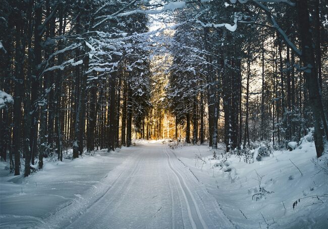 Verschneiter Waldweg zu einer Lichtung