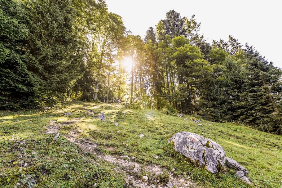 Waldbad SalzburgerLand